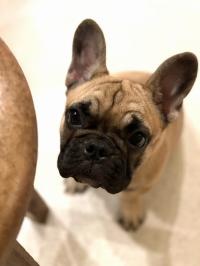 フレンチブルドック