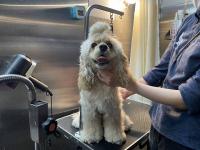 アメリカン・コッカースパニエル