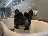 フレンチブルドック