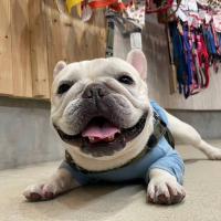 フレンチブルドック