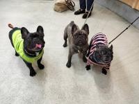 フレンチブルドック