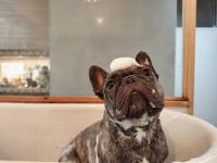 フレンチブルドック