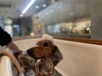 ミニチュアダックスフント