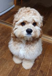 アメリカン・コッカースパニエル