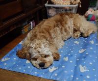 アメリカン・コッカースパニエル