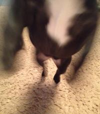 フレンチブルドック