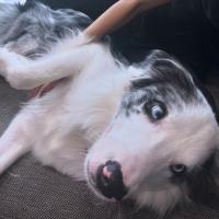 ボーダーコリー