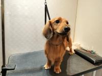 ミニチュアダックスフント