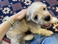 アメリカン・コッカースパニエル