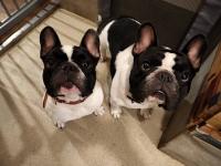 フレンチブルドック