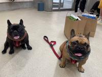 フレンチブルドック