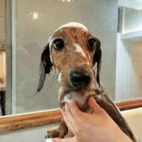 ミニチュアダックスフント