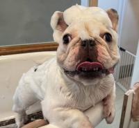 フレンチブルドック