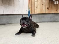 フレンチブルドック