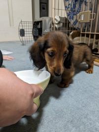 ミニチュアダックスフント