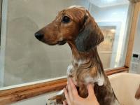 ミニチュアダックスフント