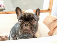 フレンチブルドック