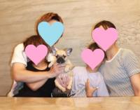 フレンチブルドック