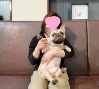 フレンチブルドック