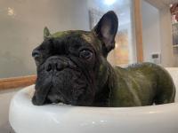 フレンチブルドック