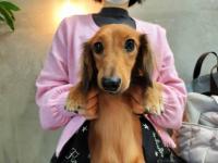 ミニチュアダックスフント