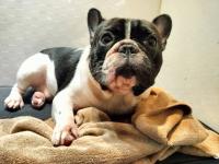 フレンチブルドック