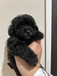 トイプードル