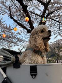 アメリカン・コッカースパニエル