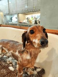 ミニチュアダックスフント