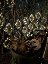 フレンチブルドック