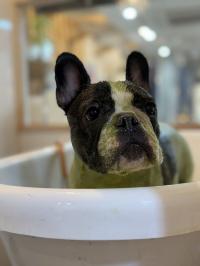 フレンチブルドック