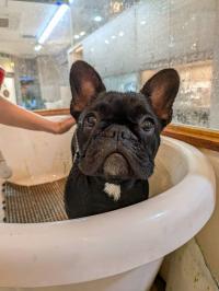 フレンチブルドック