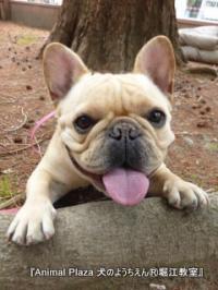 フレンチブルドック