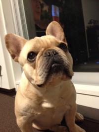 フレンチブルドック