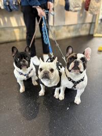 フレンチブルドック