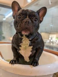 フレンチブルドック