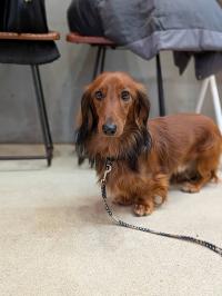 ミニチュアダックスフント