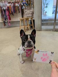 フレンチブルドック