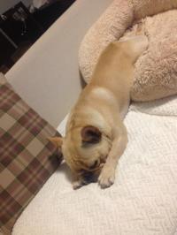 フレンチブルドック