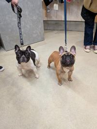 フレンチブルドック