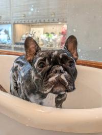 フレンチブルドック