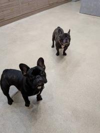 フレンチブルドック