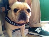 フレンチブルドック