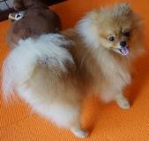 ポメラニアン