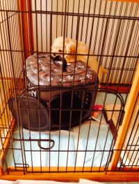 アメリカン・コッカースパニエル