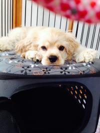 アメリカン・コッカースパニエル