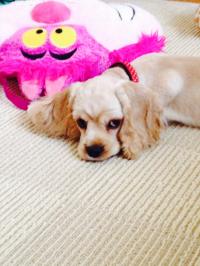 アメリカン・コッカースパニエル