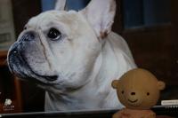 フレンチブルドック