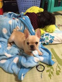 フレンチブルドック