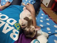 フレンチブルドック